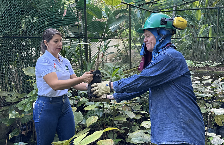 CDMB fortalece la conservación de la Ceiba Barrigona en alianza con el Parque Acuático Menzulí